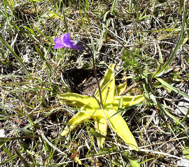 Butterwort