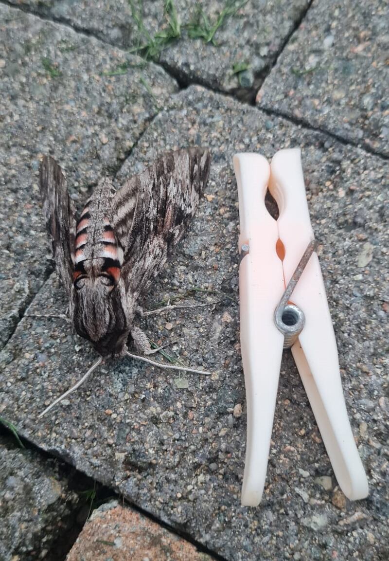 It feeds on nectar from honeysuckle with its extraordinarily long tongue. Photograph: Anna McKeown