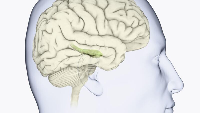 The hippocampus is shown in green. Photograph: Thinkstock