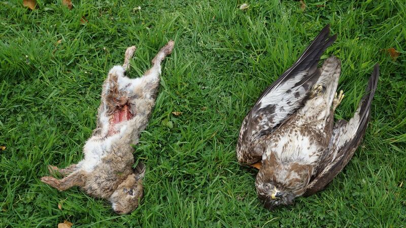 A dead rabbit and buzzard. Photograph: Partnership for Action Against Wildlife Crime