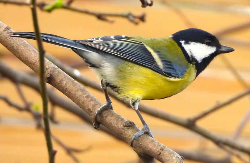 At 14cm it is larger than the coal tit, which at 11cm is our smallest tit species. Photograph: Niall MacNeill