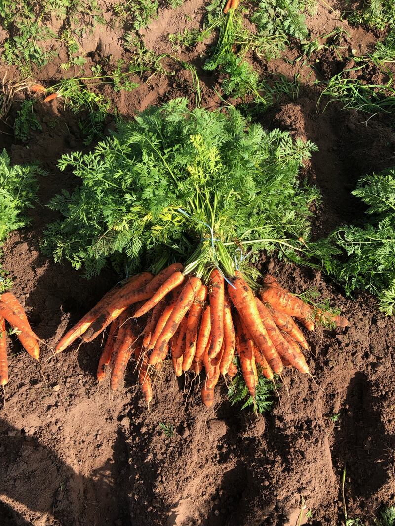 The Maharees carrots. Photograph: Ella McSweeney
