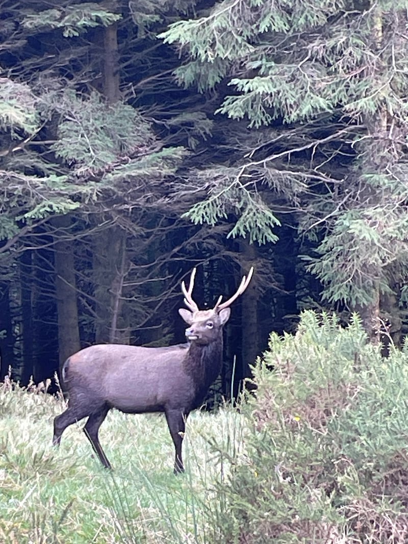 Sika stag. Photograph via Jeanne Flanagan