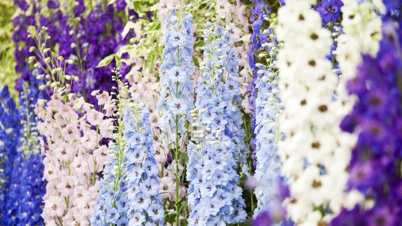 In the case of flowering plants with tall flower spikes, such as delphiniums,  you can prolong the flowering display by using your index finger and thumb to gently strip away any individual faded flowers from lower down the flower spike. Photograph: iStock