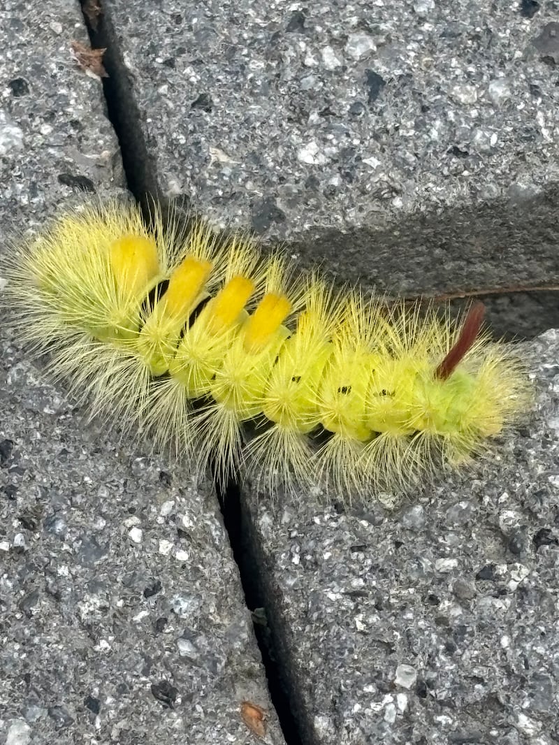 The caterpillar of the pale tussock moth. Photograph via James Cunningham
