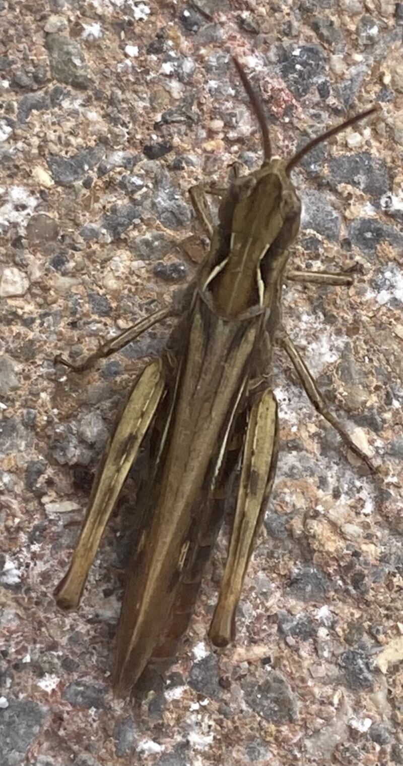 Mottled grasshopper, supplied by Pat Coen.