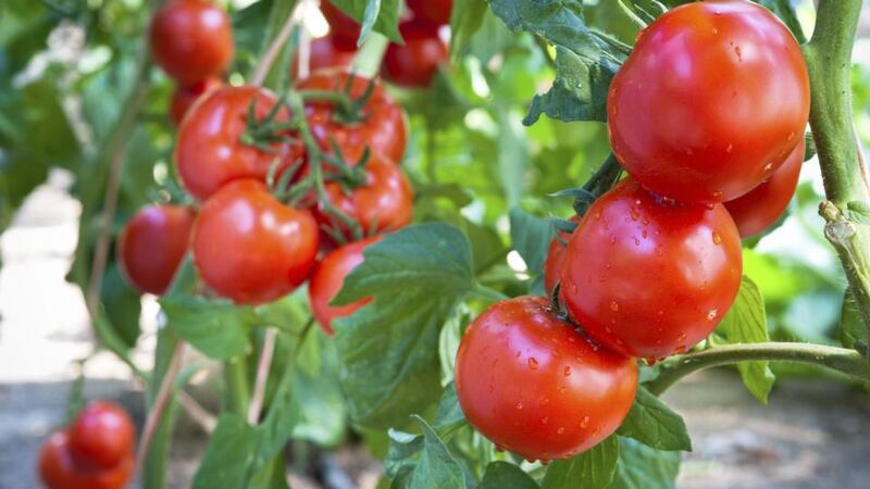 Probably don’t grow tomatoes, unless you have a reliable, green-fingered neighbour or family member willing to stand in as a hardworking surrogate parent in your absence.