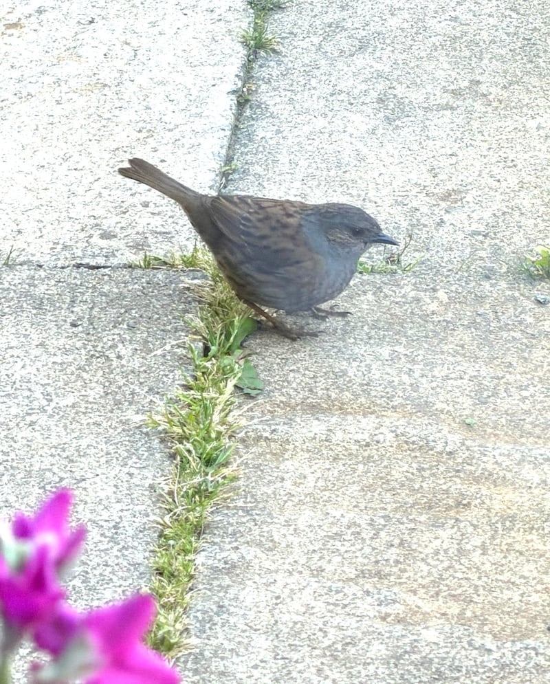 A dunnock, also known as a hedge sparrow