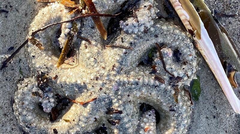 Starfish on Glassillaun beach