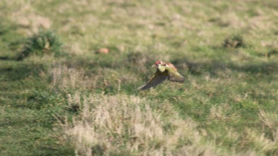 The shots were taken at Hornchurch Country Park in east London. Photograph: Martin Le-May