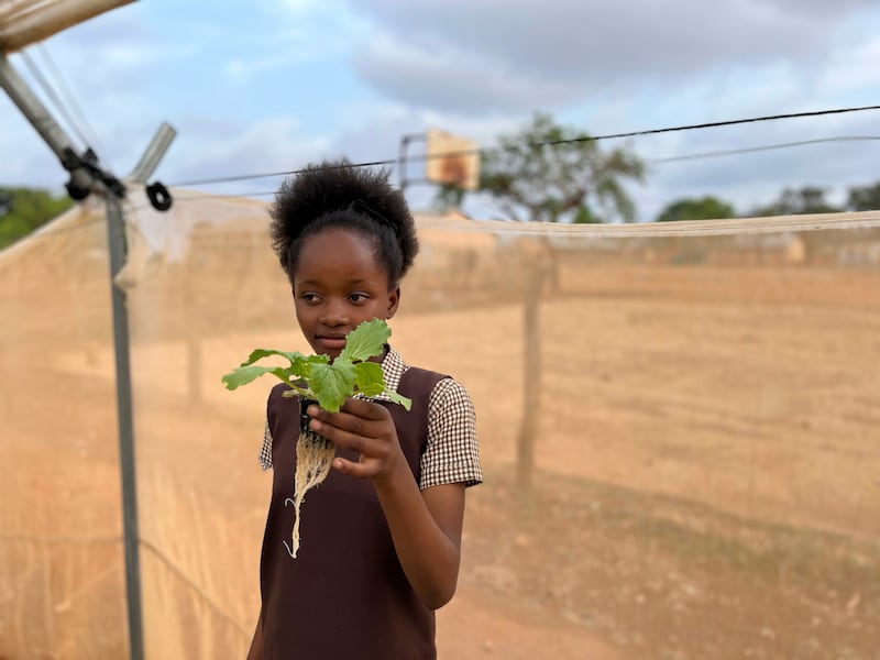 Nabubalo Michelo (12) grows Chinese cabbage leaves using hydroponics at Gwembe Primary School in Monze, Zambia'