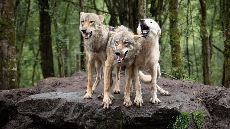 Wolves waiting to be fed in the Wild Ireland Sanctuary in Burnfoot, Co Donegal. Photograph: Joe Dunne