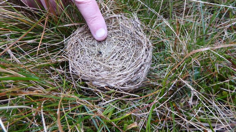 A meadow pipit’s nest in Galway