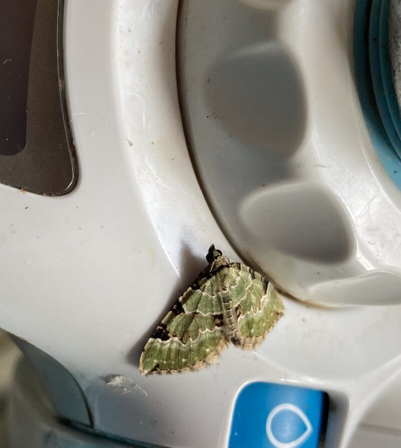 A green carpet moth. Photograph: Supplied by Eleanor O'Dwyer