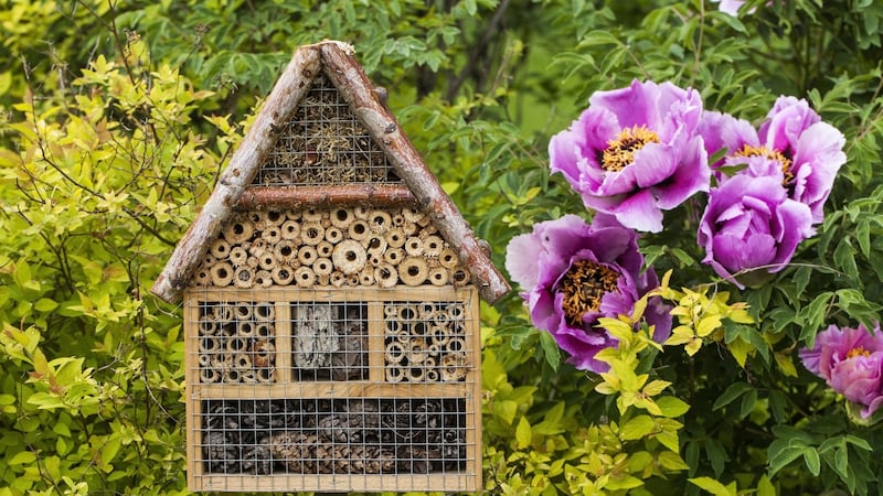 Creating biodiversity-friendly habitats in your garden can help the bees