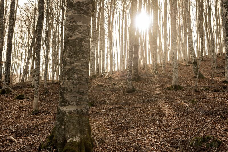 A truffle hunting dog named Bella, at centre in the distance, in woods near Camerata Nuova, Italy. Photograph: Stephanie Gengotti/New York Times