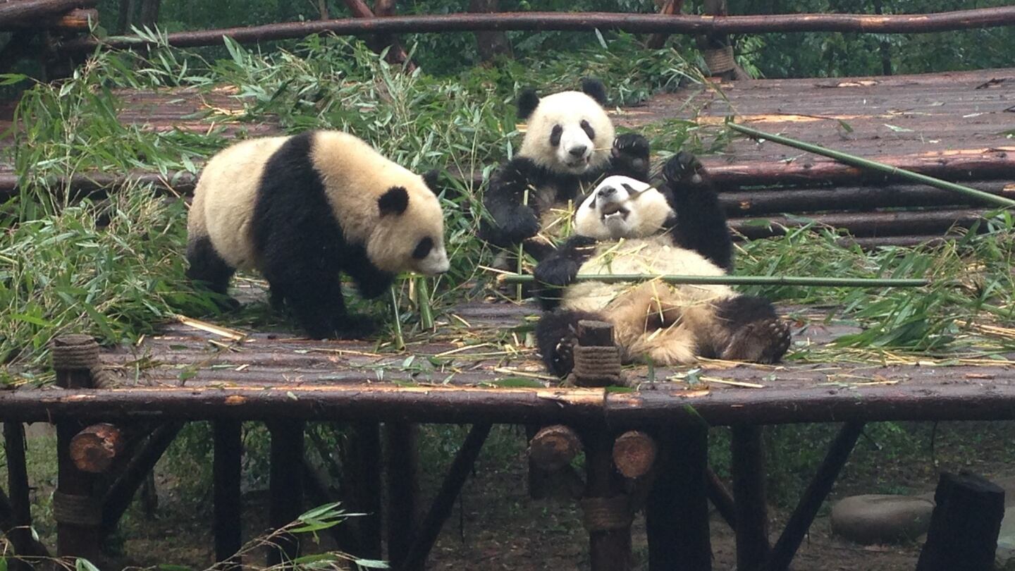 Pandas feeding at China’s most successful breeding centre in Chengdu. Photograph: Ciara Kenny