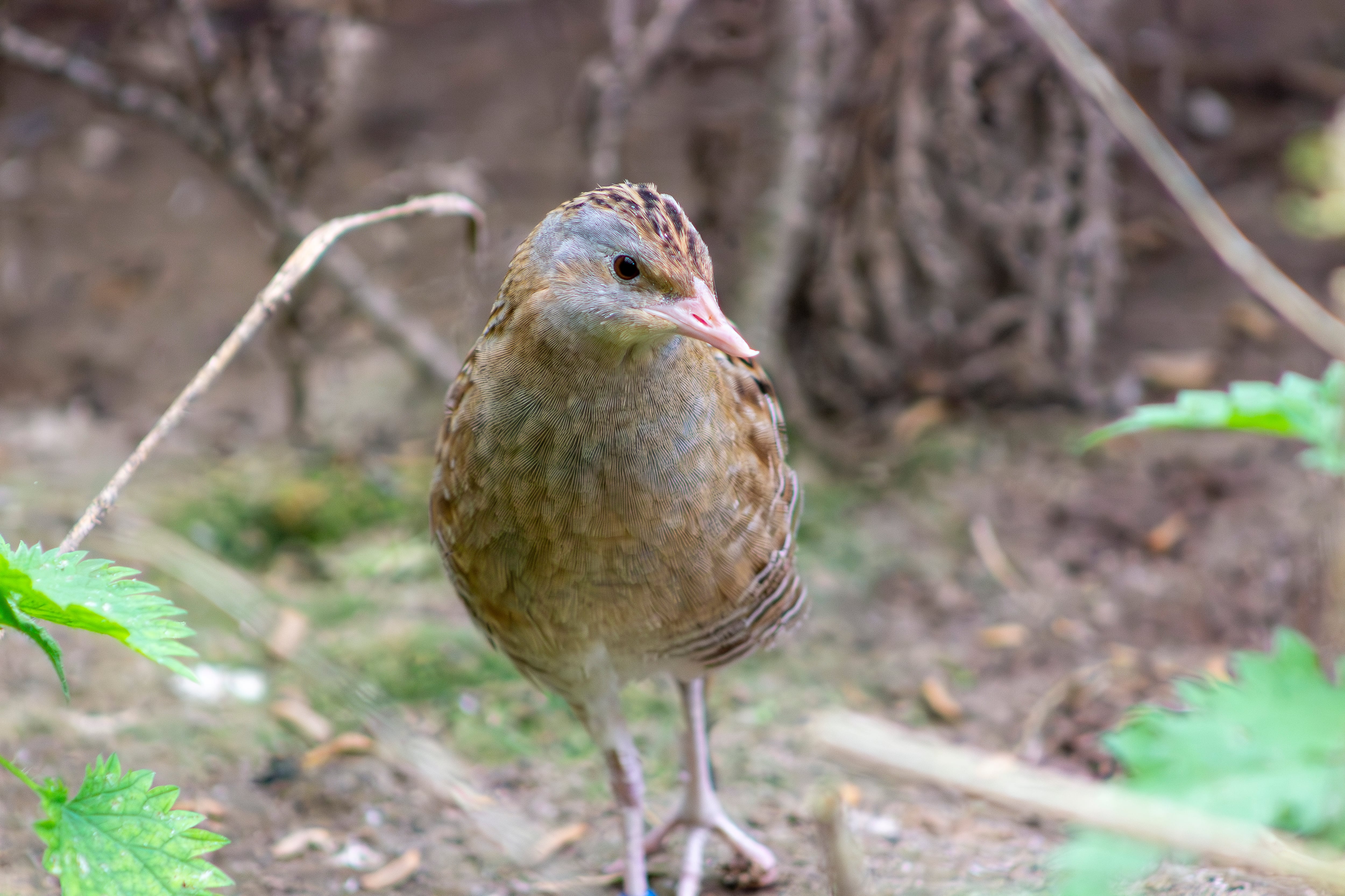 Ireland’s threatened corncrakes desperately need open, diverse and life-filled fields