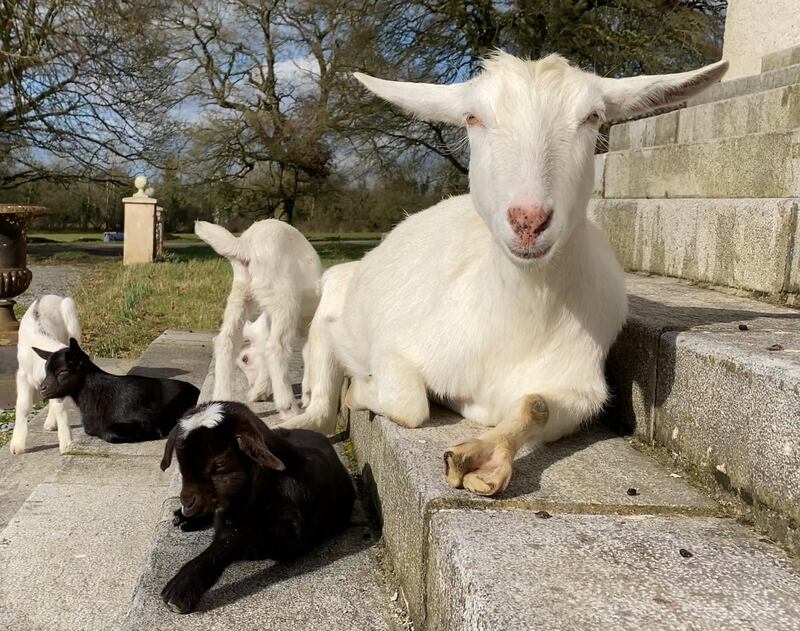 Goats on the steps of Kilglass House