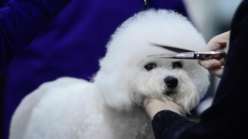 The scene at the Irish Kennel Club’s annual St Patrick’s Day Dog Show in Dublin. Photograph: Bryan O’Brien/The Irish Times.
