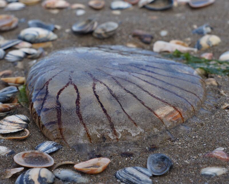 Common sight: a compass jellyfish. Photograph: iStock/Getty