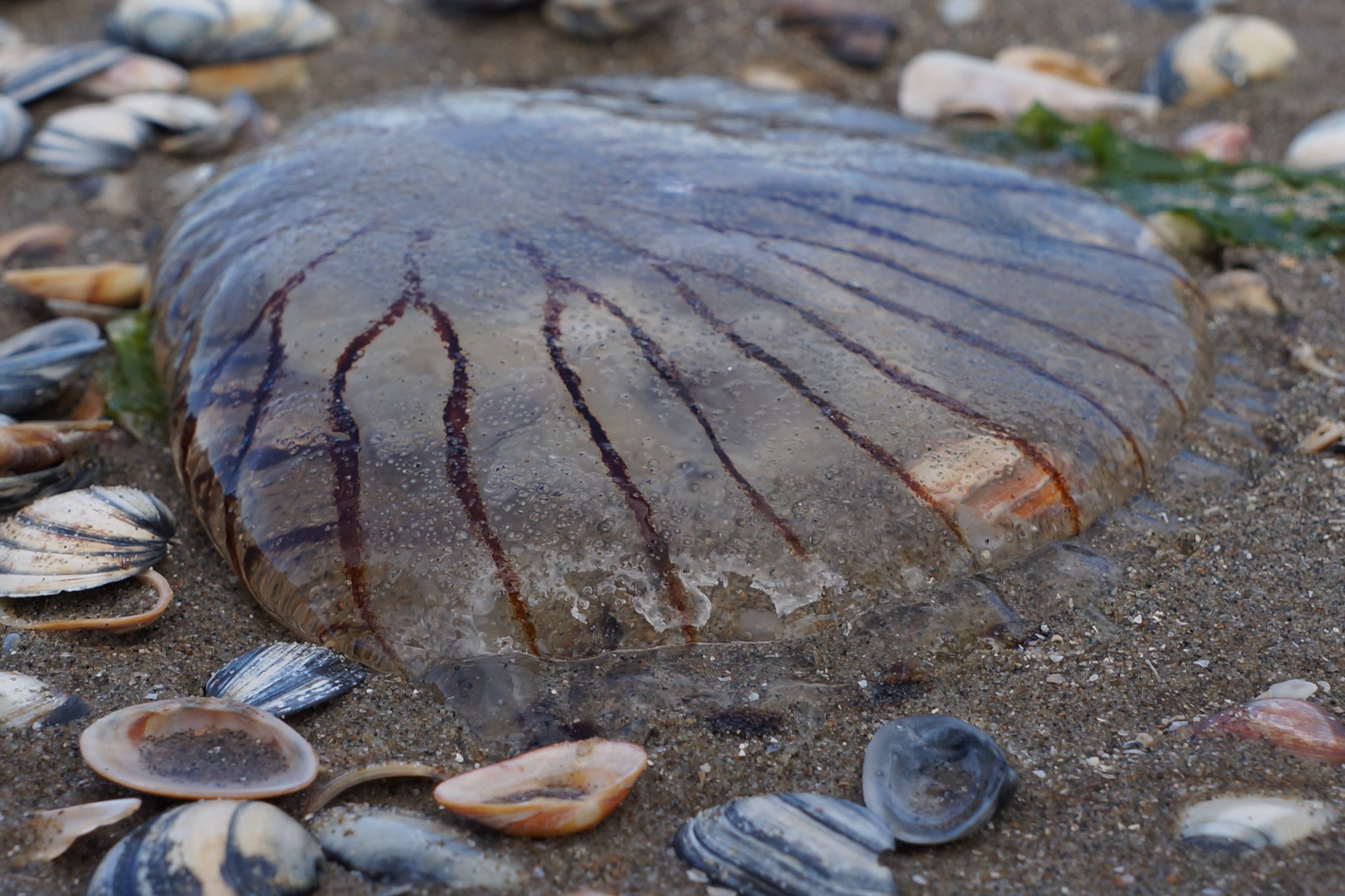‘They’re meant to be there’: Expert urges calm over jellyfish ‘smacks’ seen off Irish coast