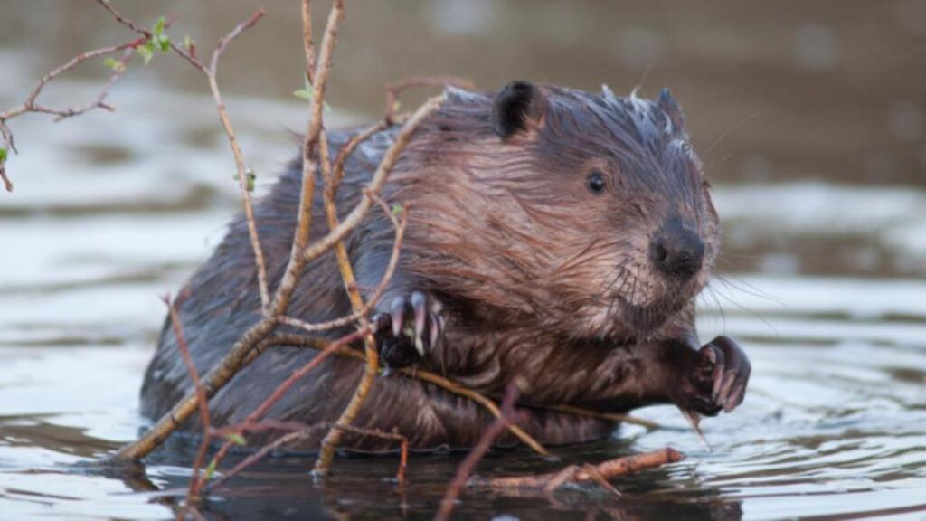 Beavers are consummate dam builders, blocking rivers to create ponds and surrounding wetlands. Leaves, branches and other carbon-rich material builds up on the floor of the ponds, rotting to release methane, a greenhouse gas much more powerful than carbon dioxide. Photograph: Thinkstock/Getty