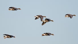 An utter slob: Wexford’s unique wildfowl reserve