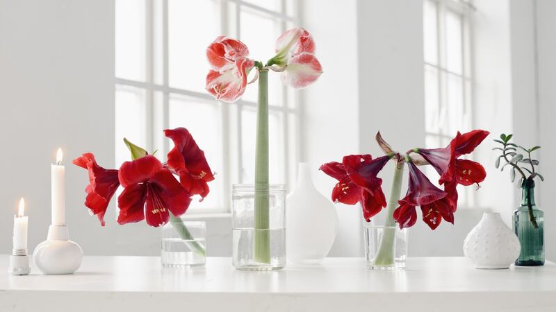 Most good Irish garden centres stock the bulbs Amaryllis  bulbs at this time of year. Photograph: Getty