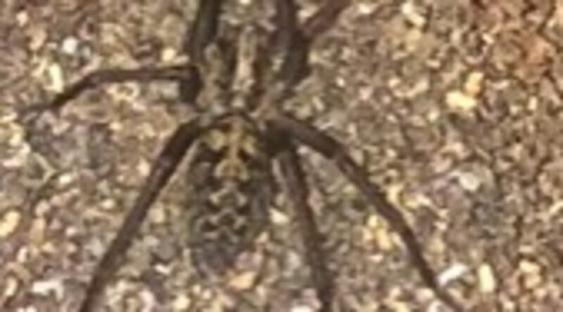 Common house spider