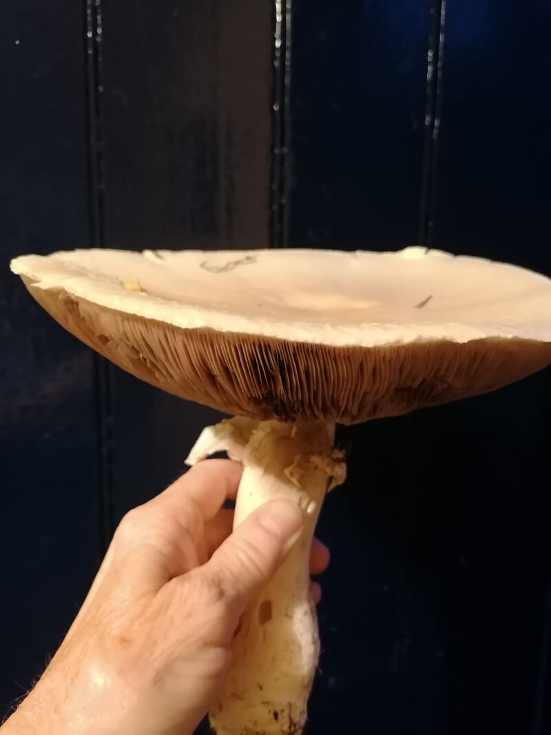 Field mushroom
