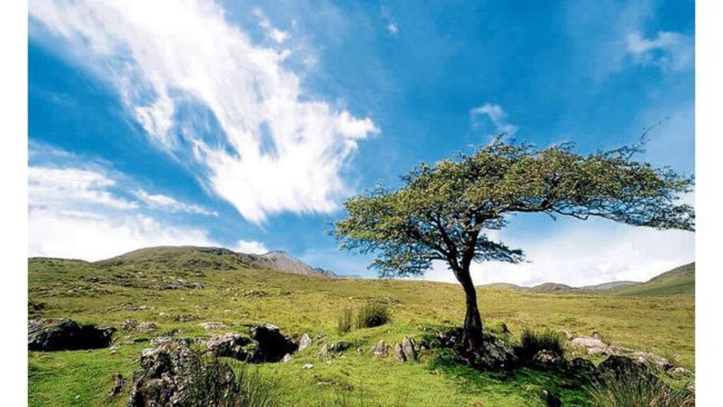 In Connemara, people get around the Fechin problem by anglicising the name as Festus and more familiarly as Festy.