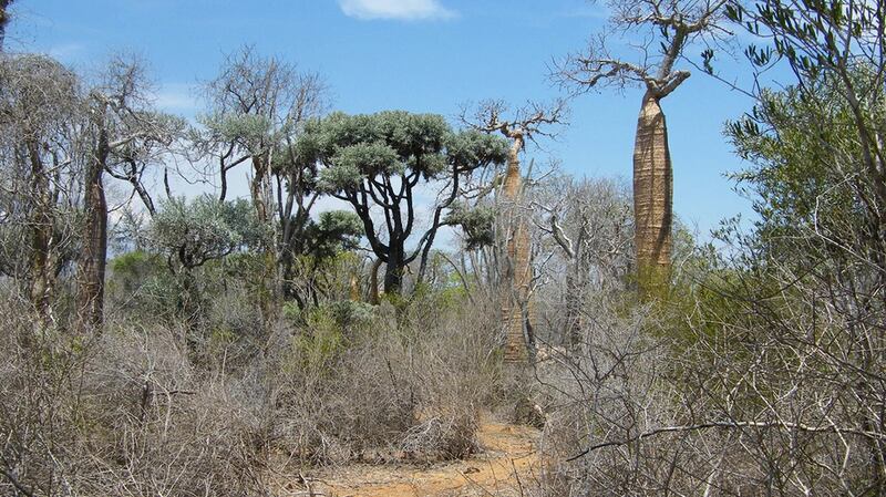 A dry forest in Madagascar.  Photograph: Malin Rivers/Botanic Gardens Conservation International/PA Wire