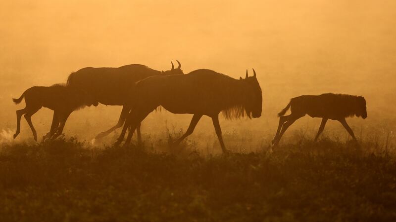 Wildebeest migration in  Tanzania on Our Planet. Photograph: Sophie Lanfear/Silverback/Netflix