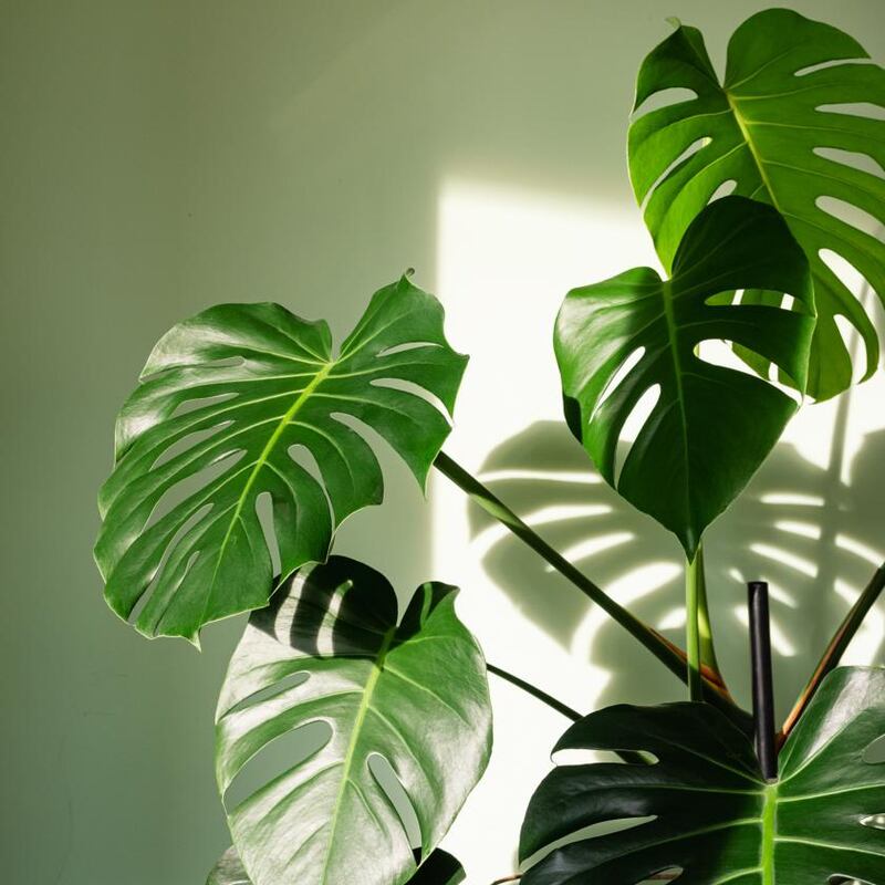 Monstera deliciosa, Swiss cheese plant