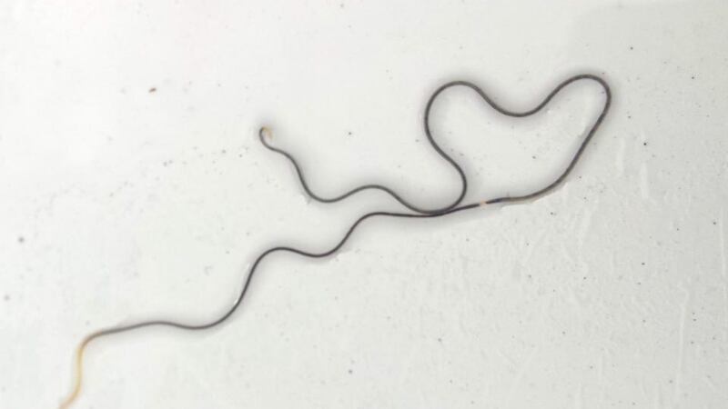 Found on a polytunnel: Tommy Higgins’s thunderworm