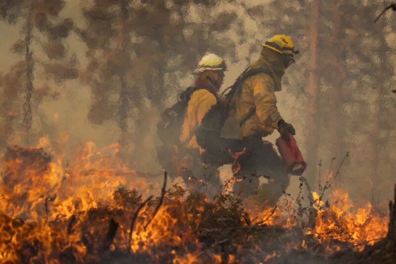 A firefighter uses a drip torch to light a backfire at the Oak Fire near Mariposa, California, on July 24th. Photograph: David McNew/AFP via Getty Images