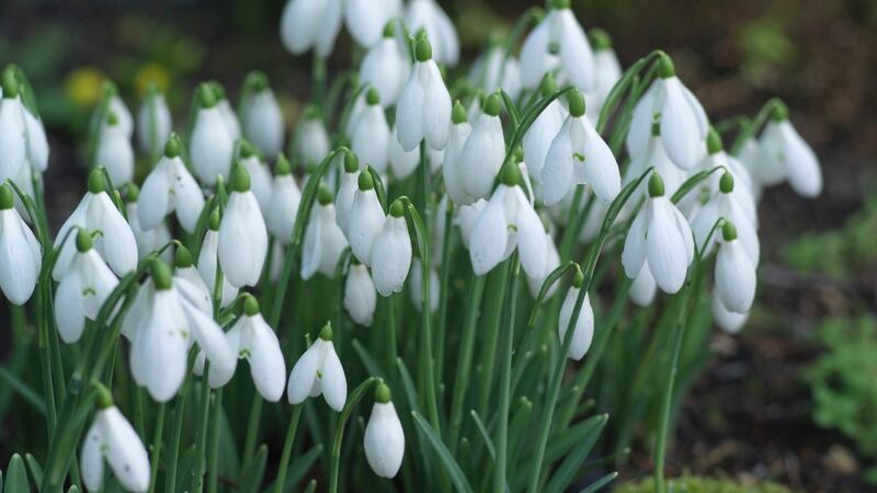 Galanthus ‘Castlegar’ snowdrops flowering at Altamont Gardens in Co Carlow. Photograph: Richard Johnston