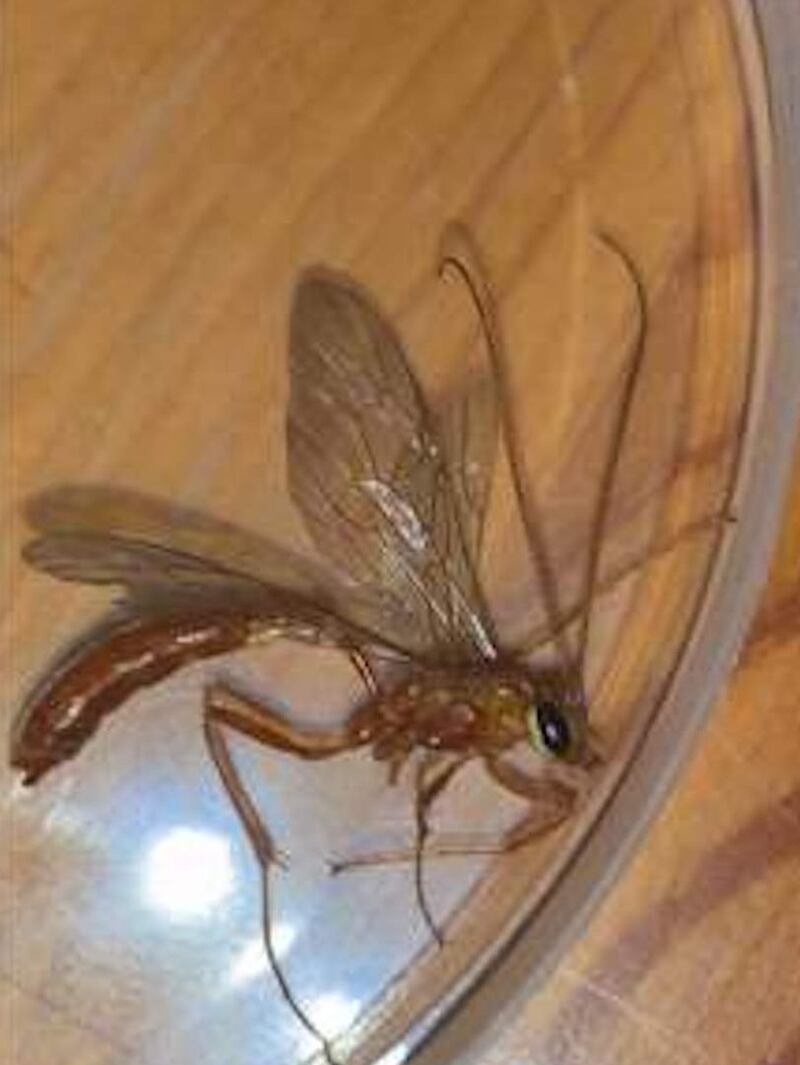 Mosquito