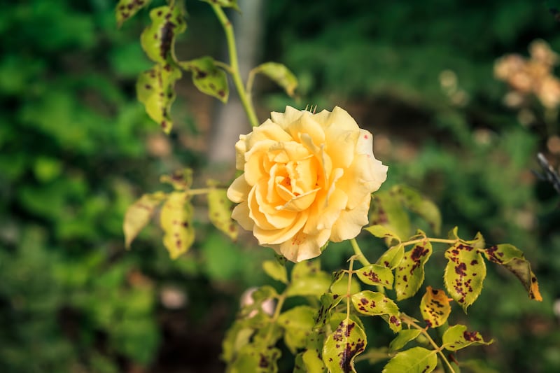 A yellow rose on a rose bush affected by Diplocarpon rosea or black spot disease. Photograph: iStock