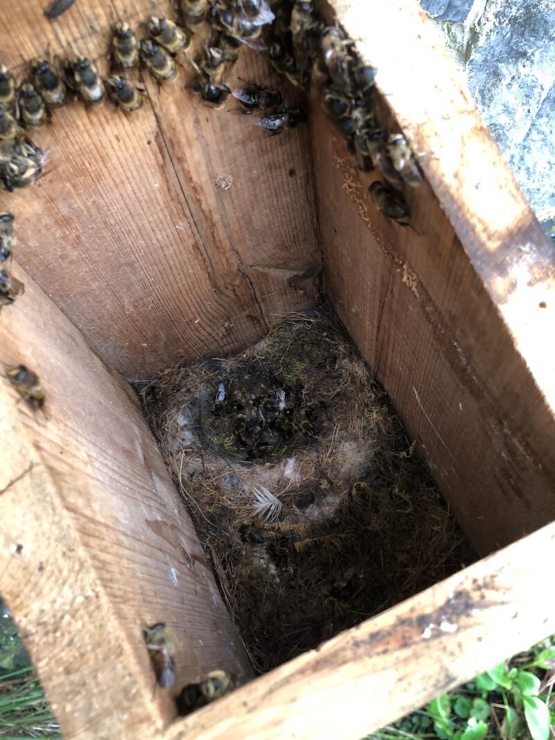 Are bees more important than birds? Photograph: Alan Moore