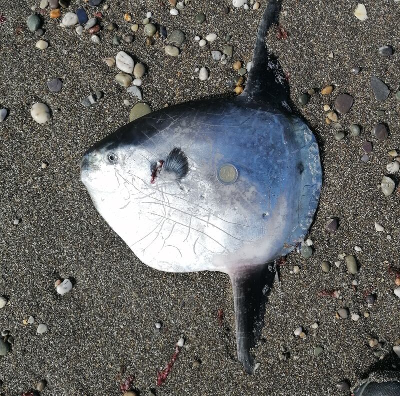 An ocean sunfish. Photograph supplied by John Doyle
