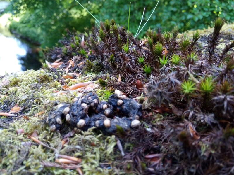 pine marten spraint (droppings). Photograph: Judith Fleming
