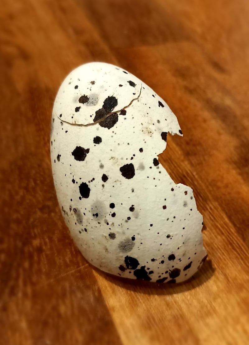 razorbill egg
