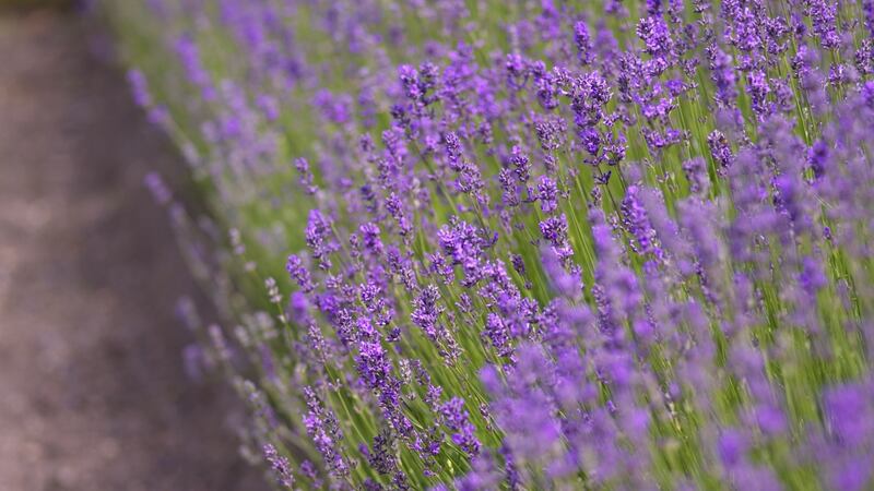 Trim lavender plants once the flowers have faded to keep them bushy and compact. Photograph:  Richard Johnston