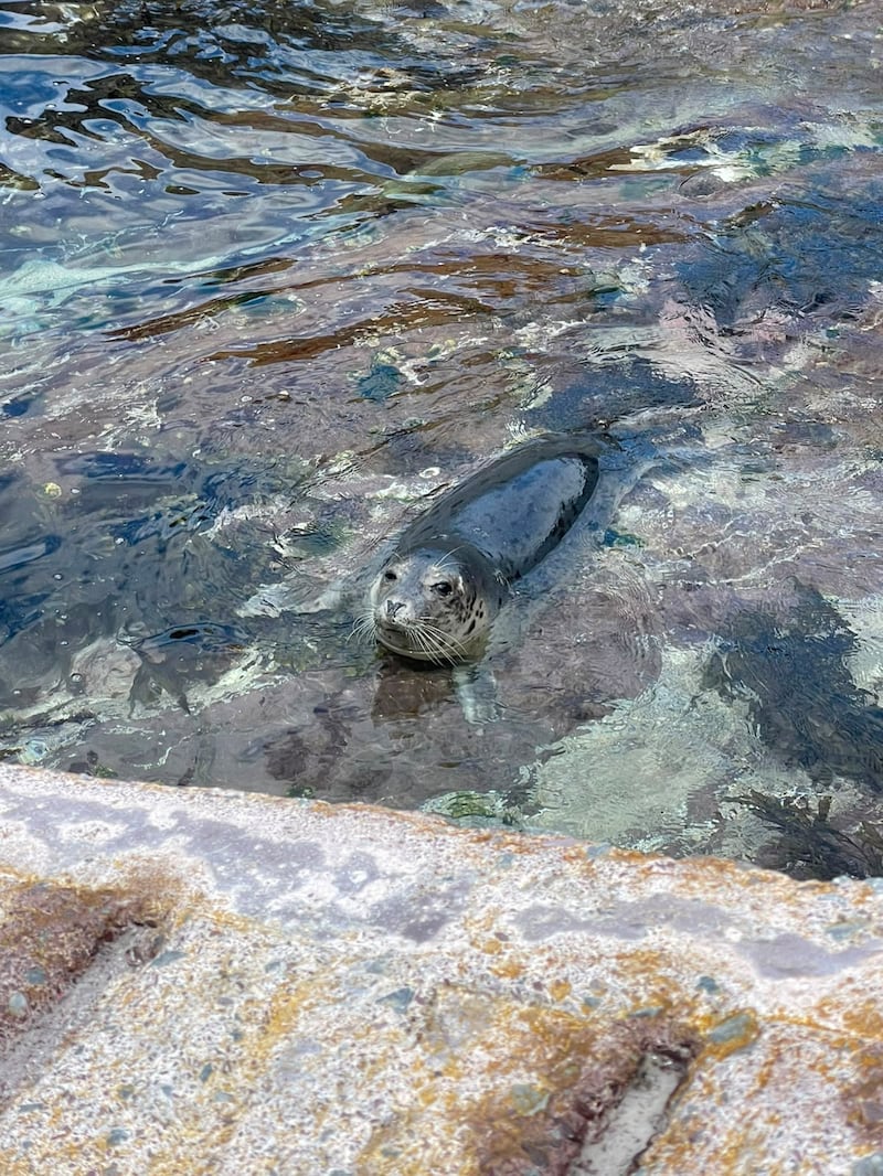 A grey seal, Great Blasket Island. Photograph: Aisling Costello