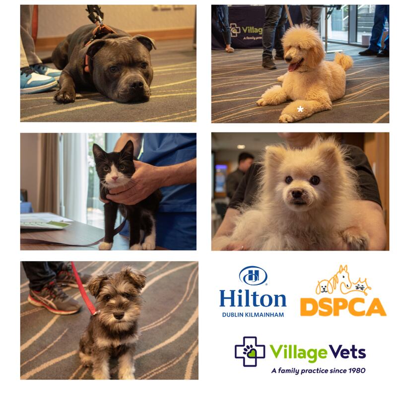 Some of the happy pets who've enjoyed their stay at Hilton Dublin Kilmainham.