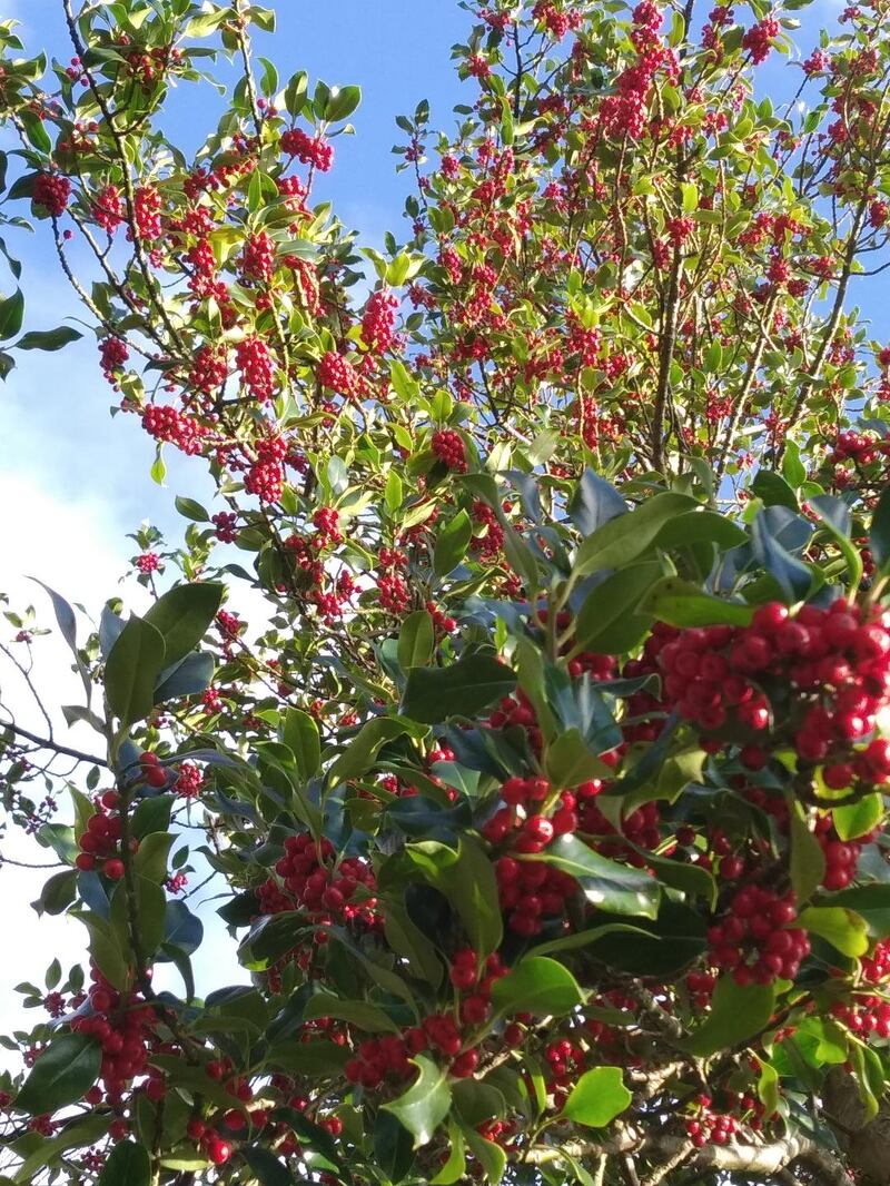 Berries on holly tree. There's a huge crop of berries on holly trees around the country this year. 