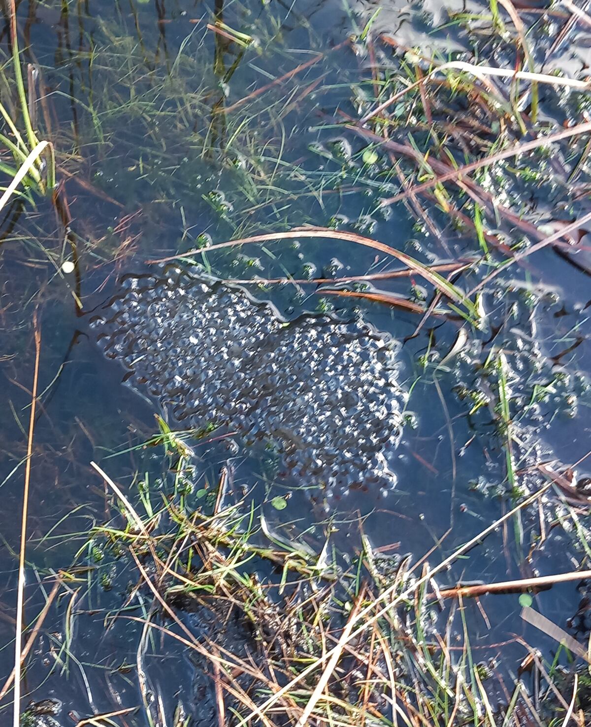 Why did the frog cross the railway track? And other readers’ nature ...