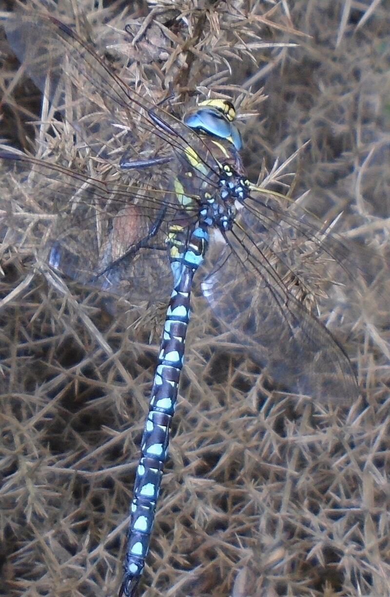A dragonfly at Paddock Pond, Co Wicklow